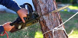 Best Tree and Shrub Care  in Fredericksburg, TX