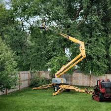 Best Tree Removal Service  in Fredericksburg, TX