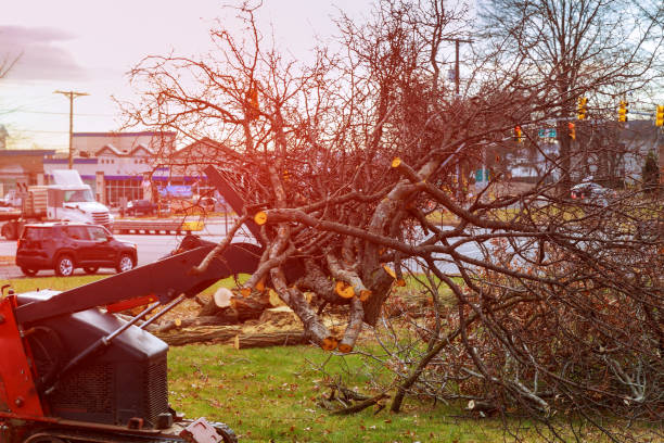 Best Utility Line Clearance  in Fredericksburg, TX