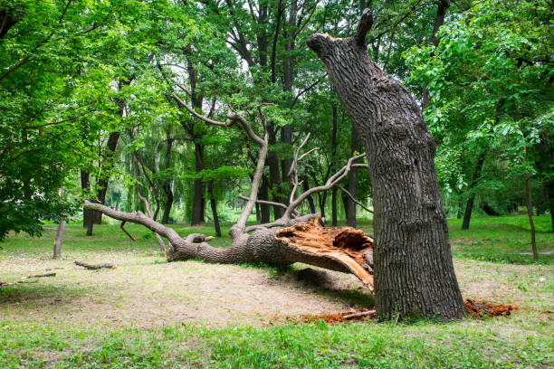 Best Tree Risk Assessment  in Fredericksburg, TX