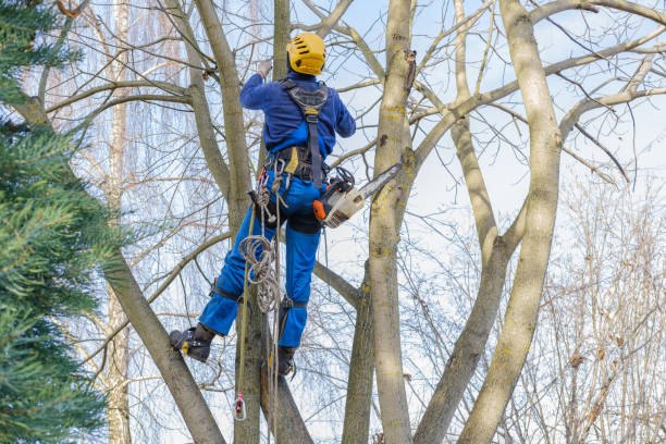 Best Tree Maintenance Programs  in Fredericksburg, TX