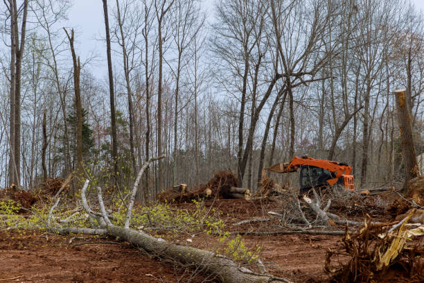 Reliable Fredericksburg, TX Tree Services Solutions