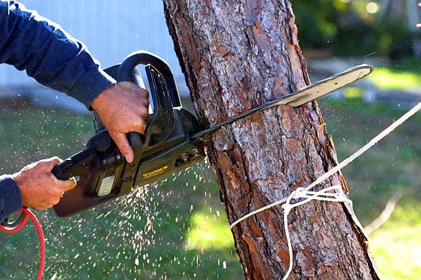 Best Grass Overseeding  in Fredericksburg, TX