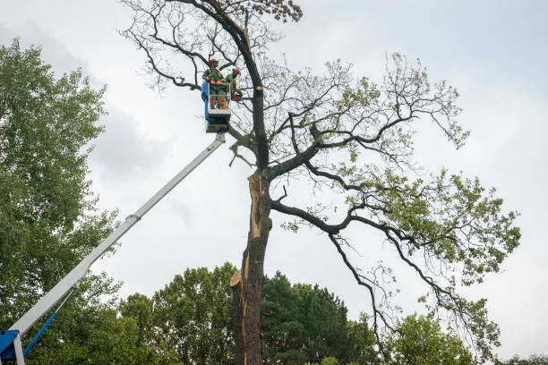 Best Stump Grinding and Removal  in Fredericksburg, TX