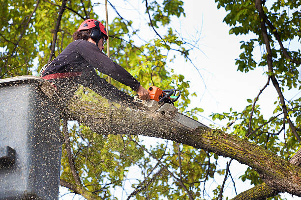 Best Leaf Removal  in Fredericksburg, TX