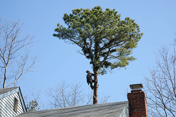 Best Tree Trimming and Pruning  in Fredericksburg, TX