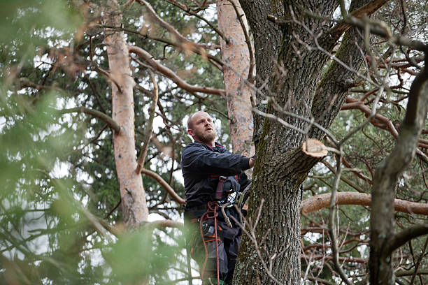 Best Hazardous Tree Removal  in Fredericksburg, TX