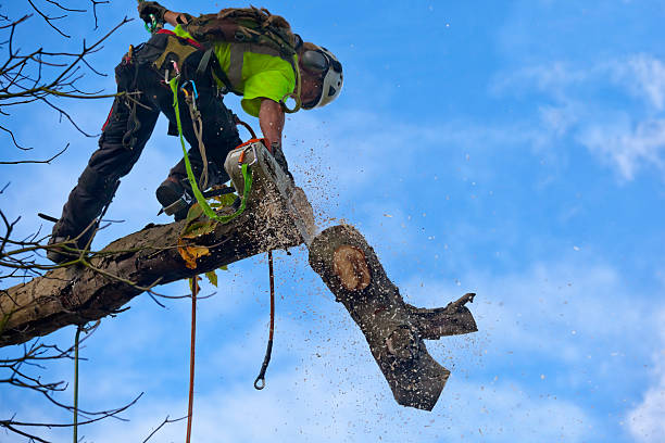 Best Hedge Trimming  in Fredericksburg, TX