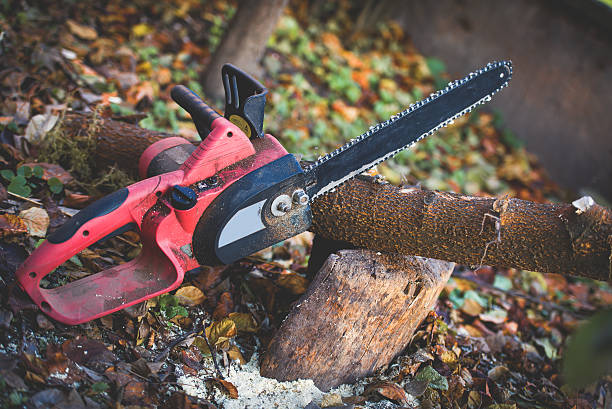 How Our Tree Care Process Works  in  Fredericksburg, TX