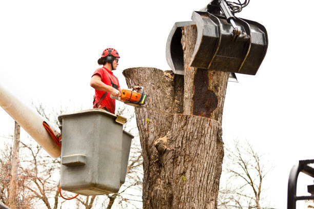 Best Utility Line Clearance  in Fredericksburg, TX